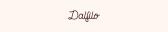 DALFILO DE/AT Rabattcodes